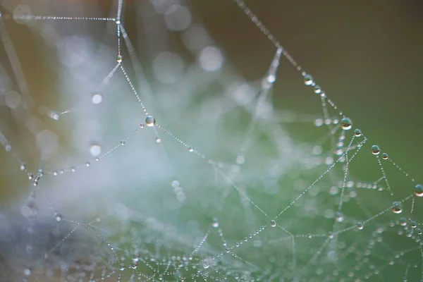 Gotas Tela Araña —  Fotos de Stock