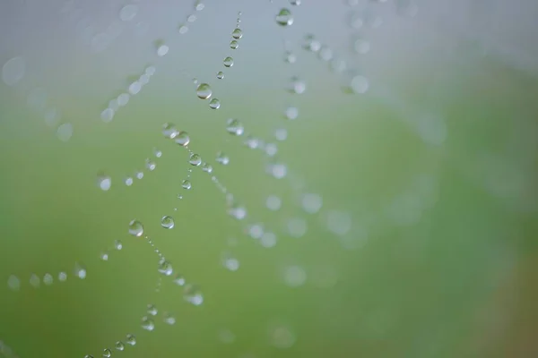 Drops Spider Web — Stock Photo, Image