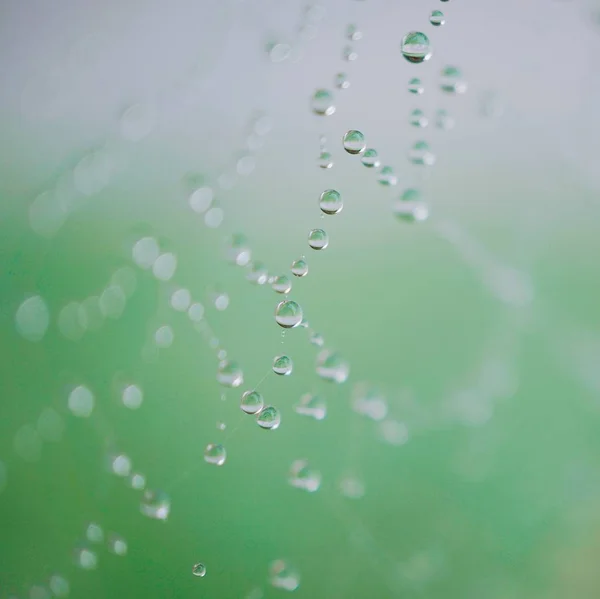 거미줄에 떨어지는 물방울 — 스톡 사진