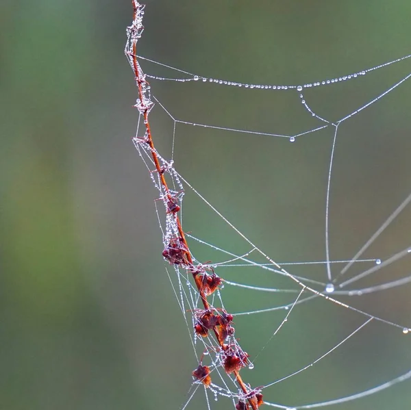 Gouttes Sur Toile Araignée — Photo