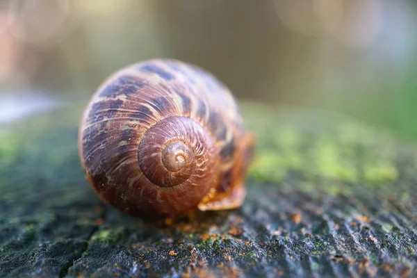 Caracol Natureza — Fotografia de Stock