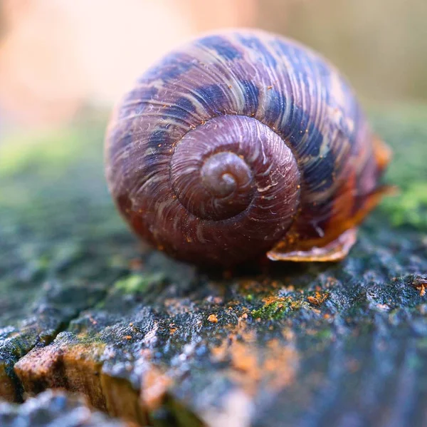 Snail Nature — Stock Photo, Image