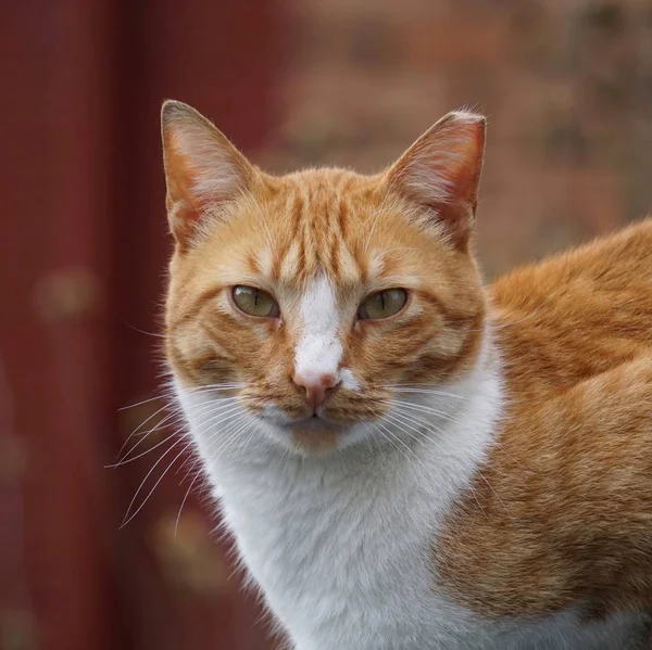 Коричневый Портрет Кошки Улице — стоковое фото