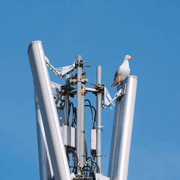 Meeuw Stad — Stockfoto