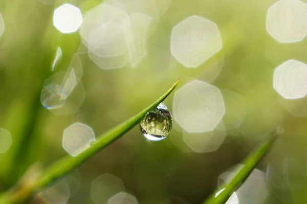 Gotas Nas Folhas Gree — Fotografia de Stock