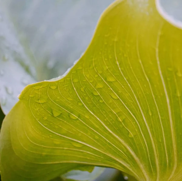 Gotas Nas Folhas Verdes — Fotografia de Stock