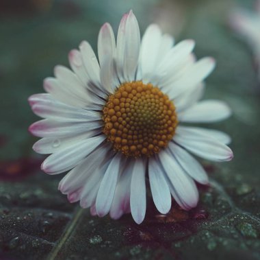 Beyaz papatya çiçek bitki