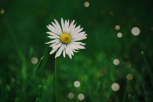 Біла Ромашкова Квіткова Рослина — стокове фото