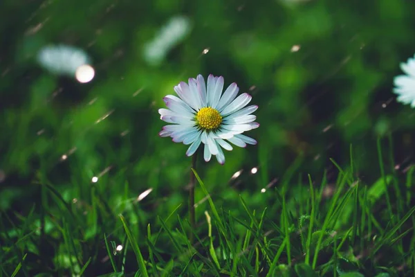 White Daisy Flower Plant — Stock Photo, Image