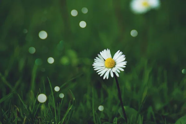 Pianta Bianca Fiori Margherita — Foto Stock