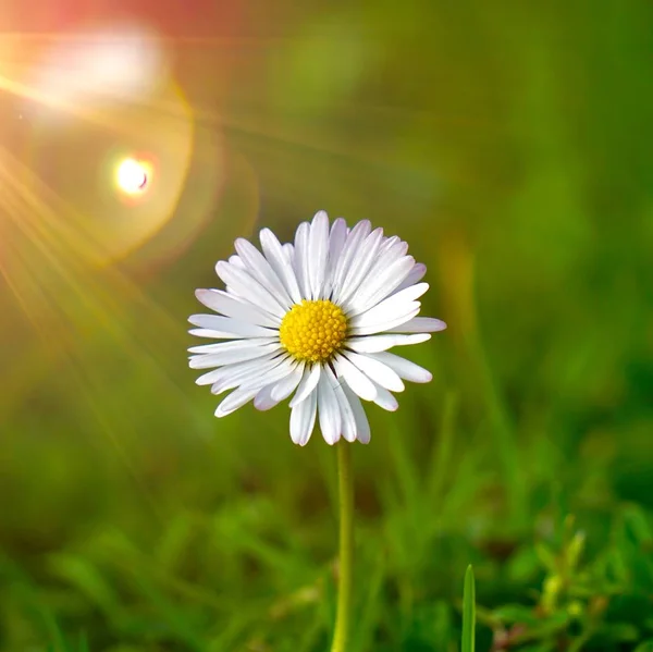 Margarita Blanca Planta Flores — Foto de Stock