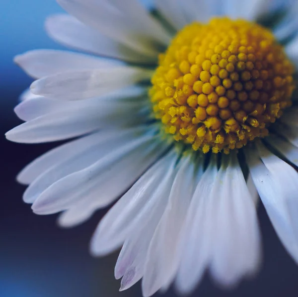 White Daisy Flower Plant — Stock Photo, Image