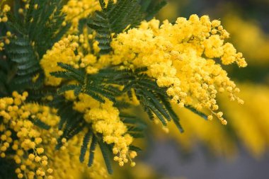 ağaç dalları doğa 