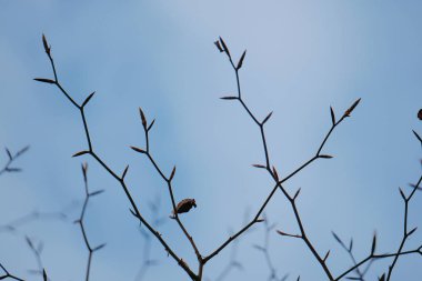                                ağaç dalları doğa 