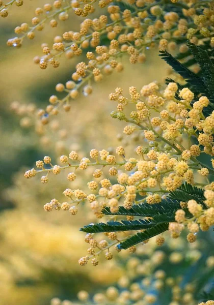 Tree Branches Nature — Stock Photo, Image