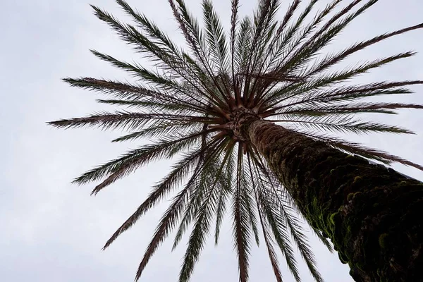 Ramas Árboles Naturaleza — Foto de Stock