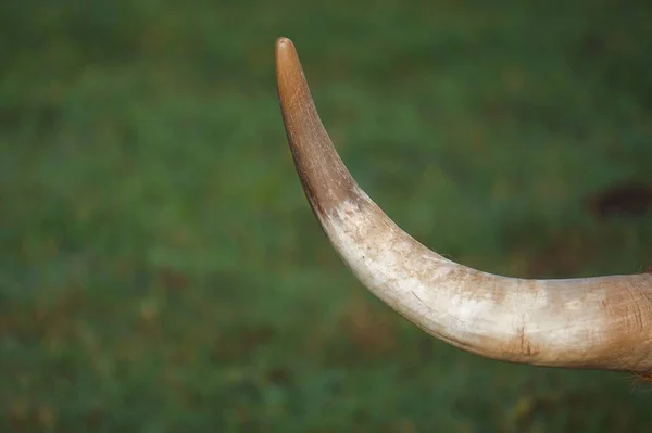 Cow Horn Nature — Stock Photo, Image