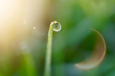 Yeşil yaprakların üzerine damlalar