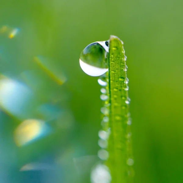 Gocce Sulle Foglie Verdi — Foto Stock