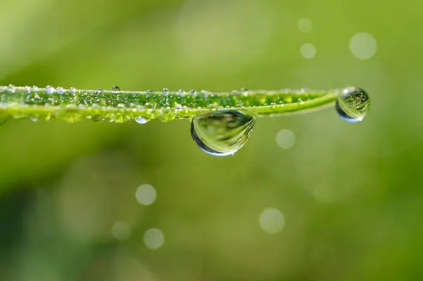 떨어지는 물방울 — 스톡 사진