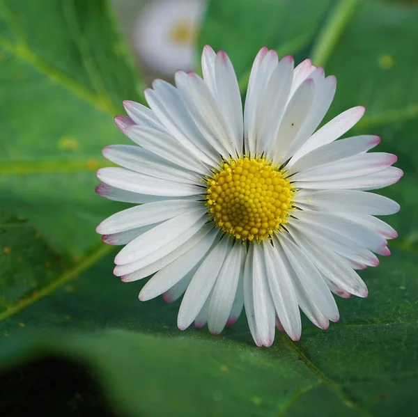 Petali Fiori Margherita — Foto Stock