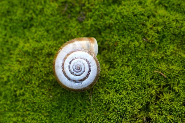 Snigel Naturen — Stockfoto