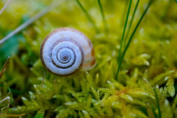 Caracol Naturaleza — Foto de Stock