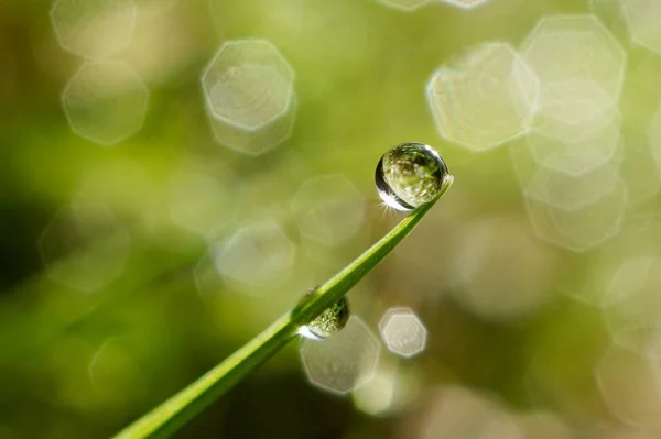 Gocce Sulle Foglie Verdi — Foto Stock