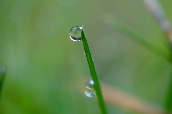 Drops Green Leaves — Stock Photo, Image