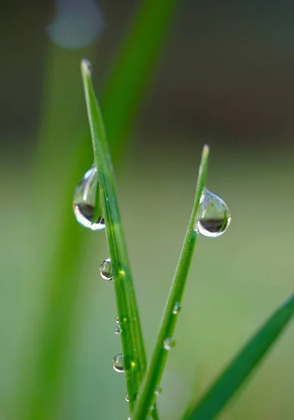 Droppar Gröna Bladen — Stockfoto