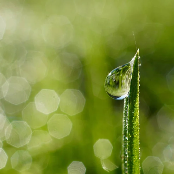 Gouttes Sur Les Feuilles Vertes — Photo