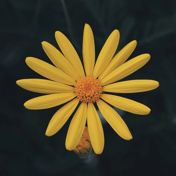 Yellow Flower Plant Petals — Stock Photo, Image