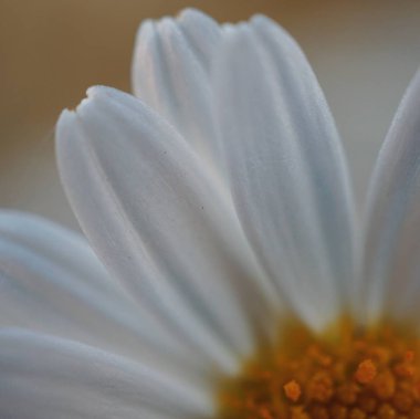 Papatya çiçek bitki yaprakları