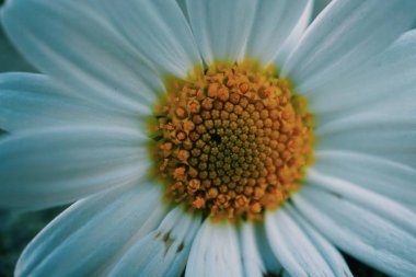 Papatya çiçek bitki yaprakları