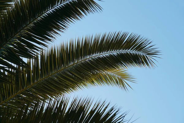 Текстура Пальмовых Листьев — стоковое фото