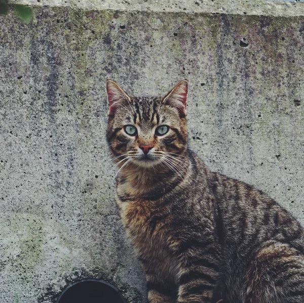 Black Cat Portrait Street — Stock Photo, Image