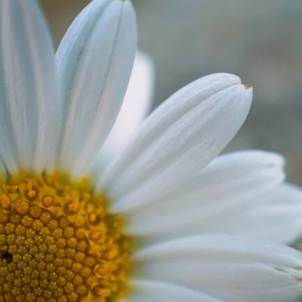 Daisy Flower Plant Petals — Stock Photo, Image