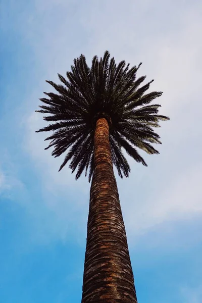 Palmboom Hemel — Stockfoto