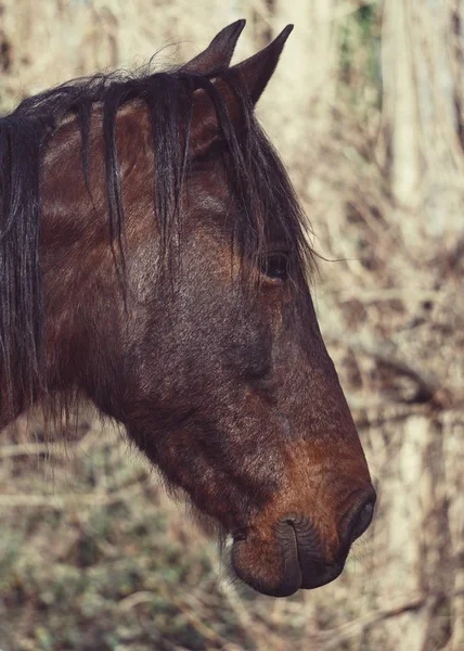 Ritratto Cavallo Bruno Nella Fattoria — Foto Stock