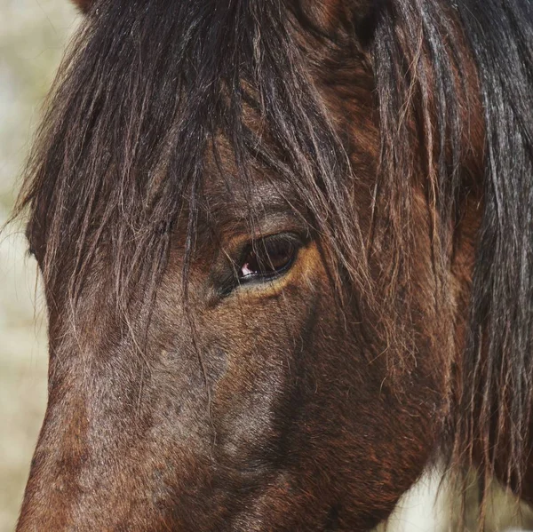 Ritratto Cavallo Bruno Nella Fattoria — Foto Stock