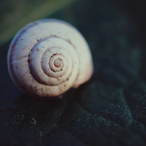 Snail Nature — Stock Photo, Image