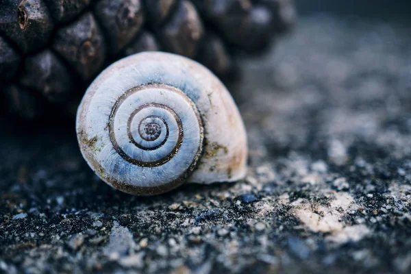 Caracol Naturaleza — Foto de Stock