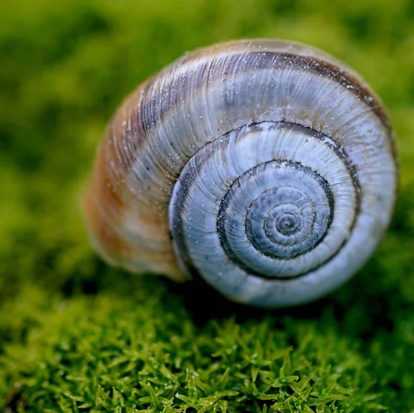 Snail Nature — Stock Photo, Image