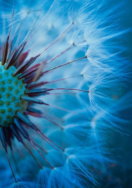 Paardebloem Bloem Plant Tuin — Stockfoto