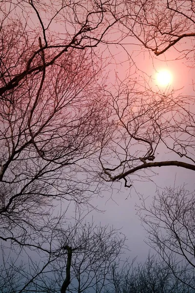 木の枝 森の中の太陽 — ストック写真