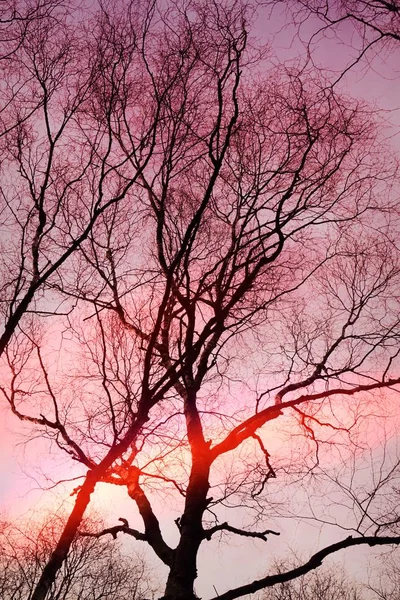 木の枝 森の中の太陽 — ストック写真