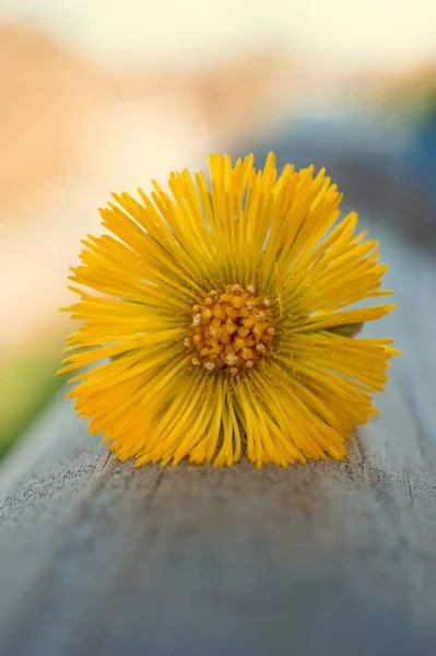 Pétales Plante Fleur Jaune — Photo