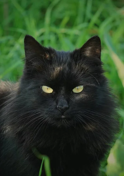 Portrait Chat Noir Dans Rue — Photo