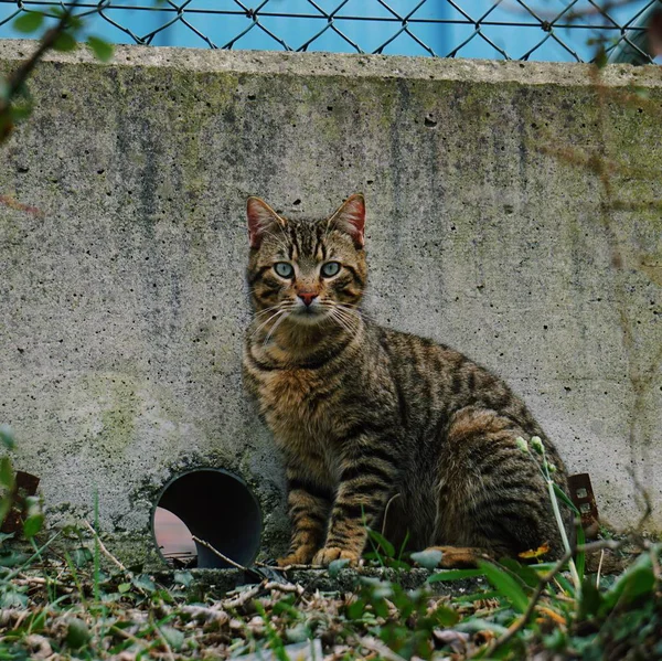 Cat Portrait Street — Stock Photo, Image