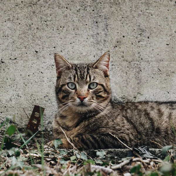 Cat Portrait Street — Stock Photo, Image